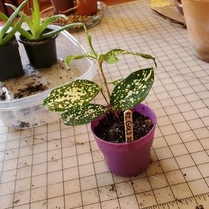 #2 LIVE Gold Dust Dracaena Spotted